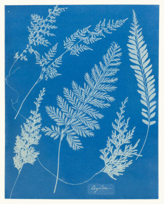 Anna Atkins - Ceylon, 1852-1854